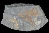Ordovician Soft-Bodied Fossil (Duslia?) - Morocco #80275-1